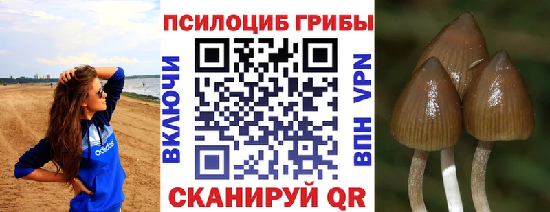 мега вход сколько стоит Кизел Псилоцибиновые грибы Psilocybe